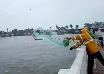 Los peces se alborotan