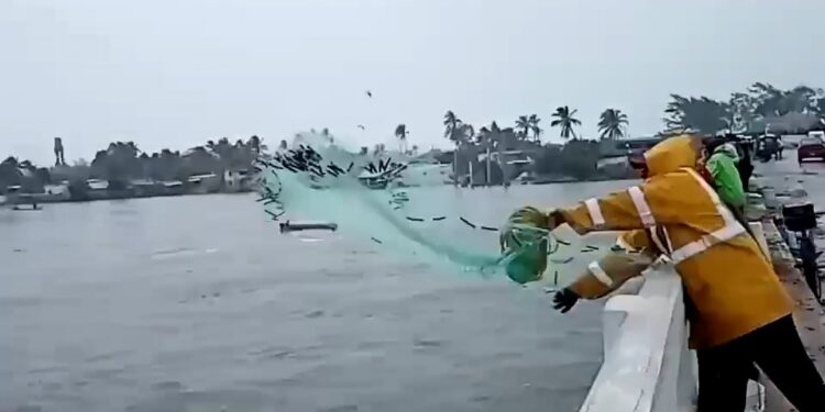 Los peces se alborotan