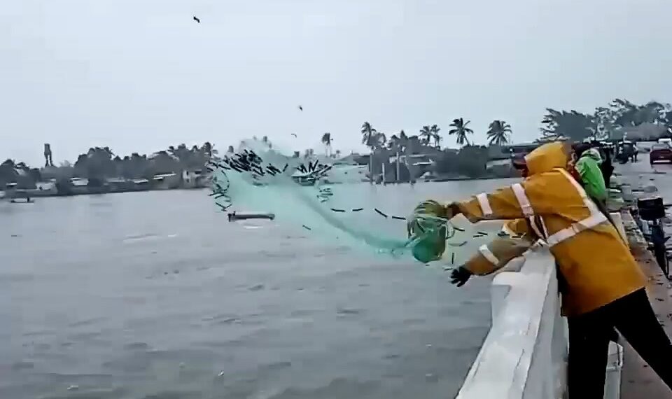 Los peces se alborotan