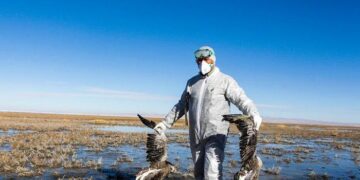 Gripe aviar ¿Una nueva pandemia en puerta?
