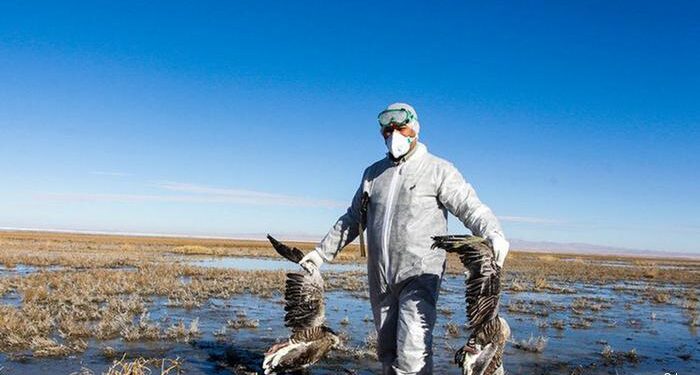 Gripe aviar ¿Una nueva pandemia en puerta?