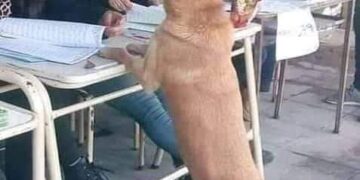 Se consumó la farsa…