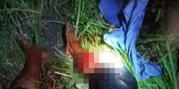 Estrellados contra palmera