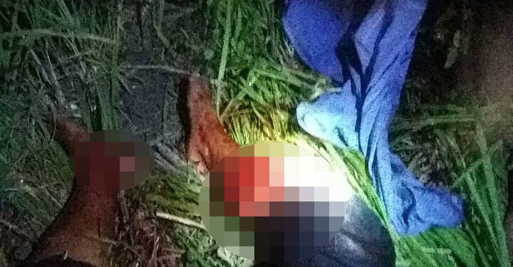 Estrellados contra palmera