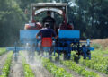 Insuficiente producción de fertilizantes