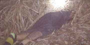 Lo dejaron encobijado