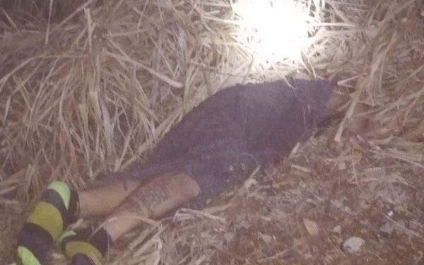 Lo dejaron encobijado