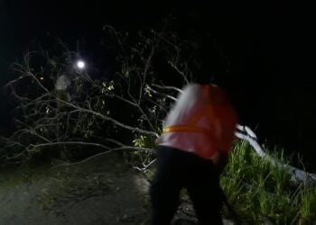 Árbol peligroso