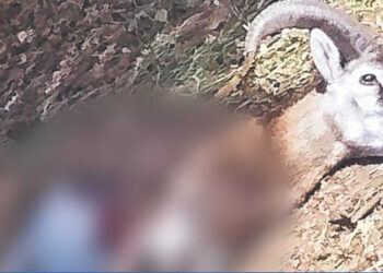 Terror por matanza de animales en Ecoparc