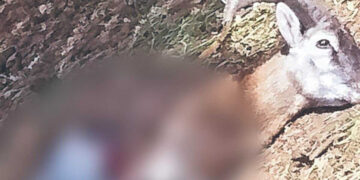 Terror por matanza de animales en Ecoparc