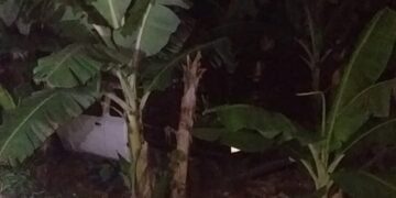 Rodó en los platanares