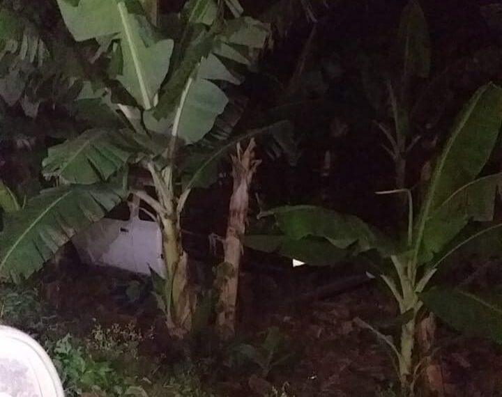 Rodó en los platanares