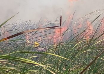 Incendios afectan pantanos de Centla