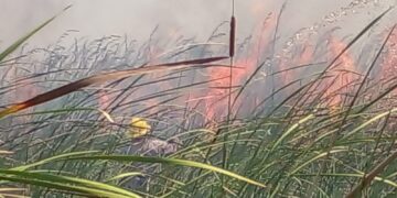 Incendios afectan pantanos de Centla