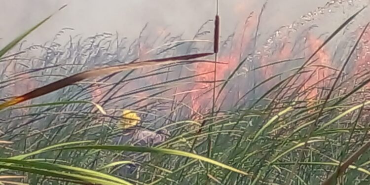 Incendios afectan pantanos de Centla