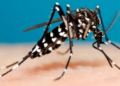 Azota dengue