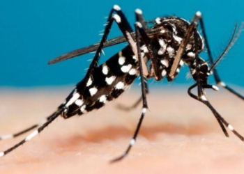 Azota dengue