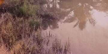 Respiran y comen con polvo metálico