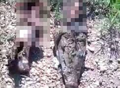 Piden combatir a cazadores furtivos