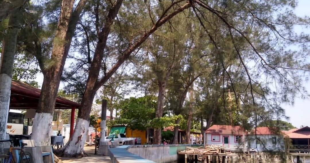 Amenazan viejos árboles a turistas