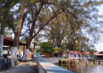 Amenazan viejos árboles a turistas