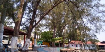 Amenazan viejos árboles a turistas