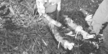 Jalaron para el monte