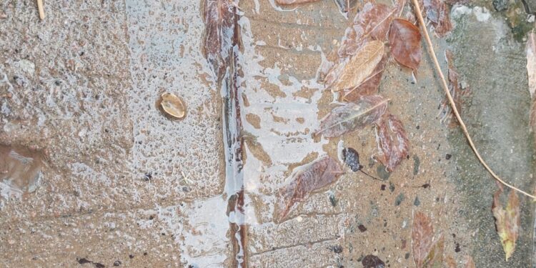 Pollos inalcanzables