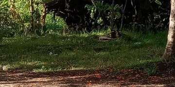 Rellenan vaso regulador