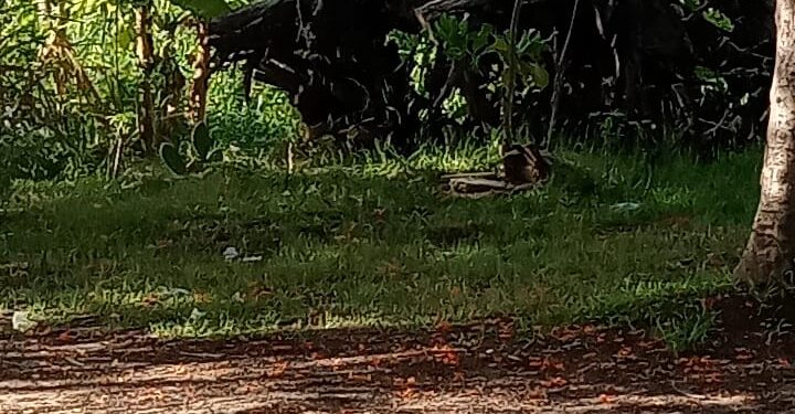 Rellenan vaso regulador