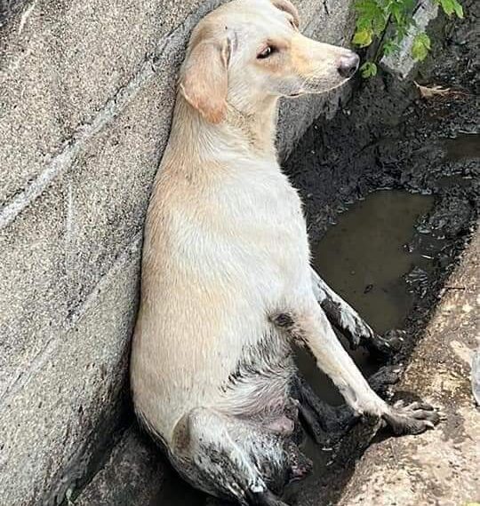 Podría pagar hasta 20 mil pesos, agresor de perrita