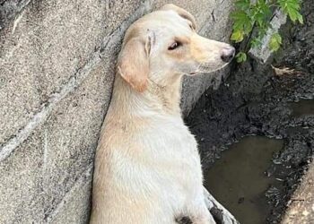 Podría pagar hasta 20 mil pesos, agresor de perrita