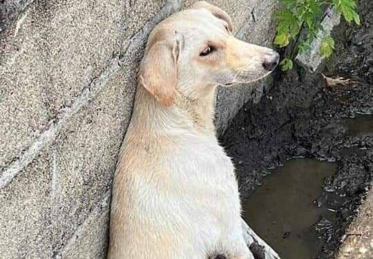 Podría pagar hasta 20 mil pesos, agresor de perrita