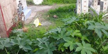 Panteones abandonados