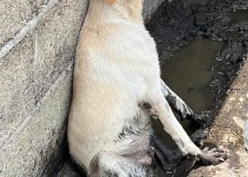 Carnicero baleó a un canino de calle