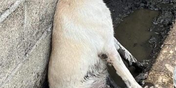 Carnicero baleó a un canino de calle