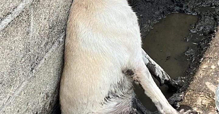 Carnicero baleó a un canino de calle