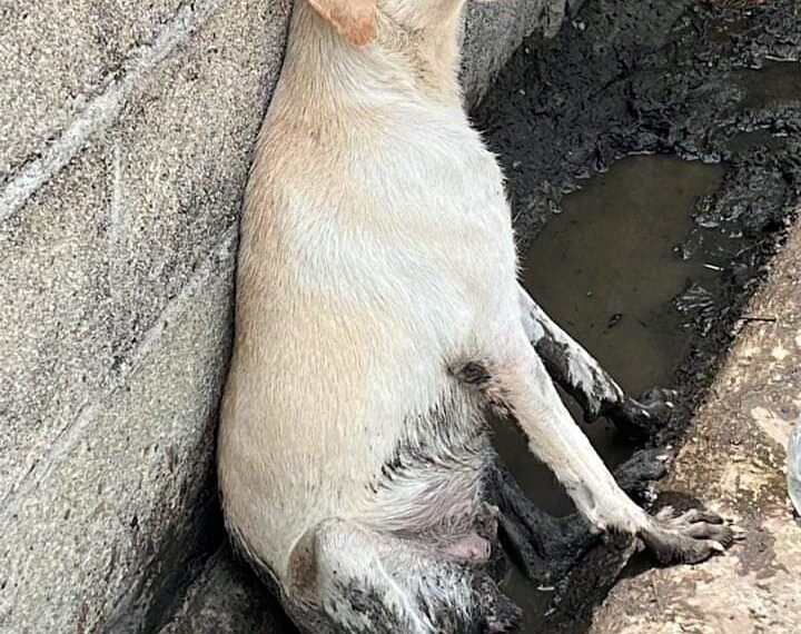 Carnicero baleó a un canino de calle
