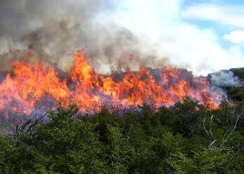 Devastadas 50 mil hectáreas de pastizales por incendios