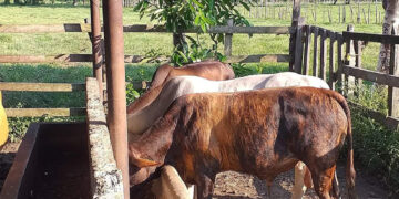 Ganaderos preocupados