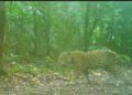 Jaguares fueron captados en la Selva Lacandona