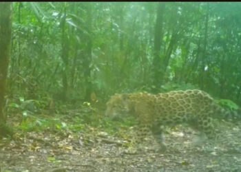 Jaguares fueron captados en la Selva Lacandona