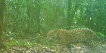Jaguares fueron captados en la Selva Lacandona