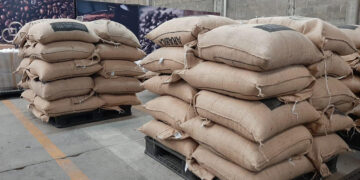 Producción de café en riesgo