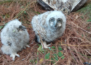 Matan a lechuzas en riesgo de extinción