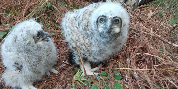 Matan a lechuzas en riesgo de extinción