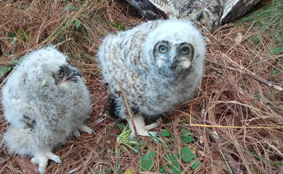 Matan a lechuzas en riesgo de extinción