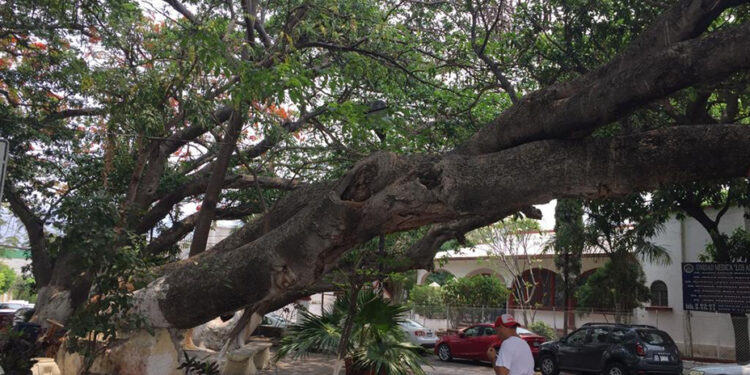 Desde 1980 la temperatura de Tuxtla aumentó