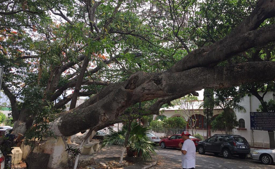 Desde 1980 la temperatura de Tuxtla aumentó