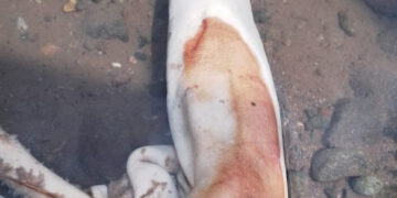 Aparecen más extremidades humanas en el río Cahoacán